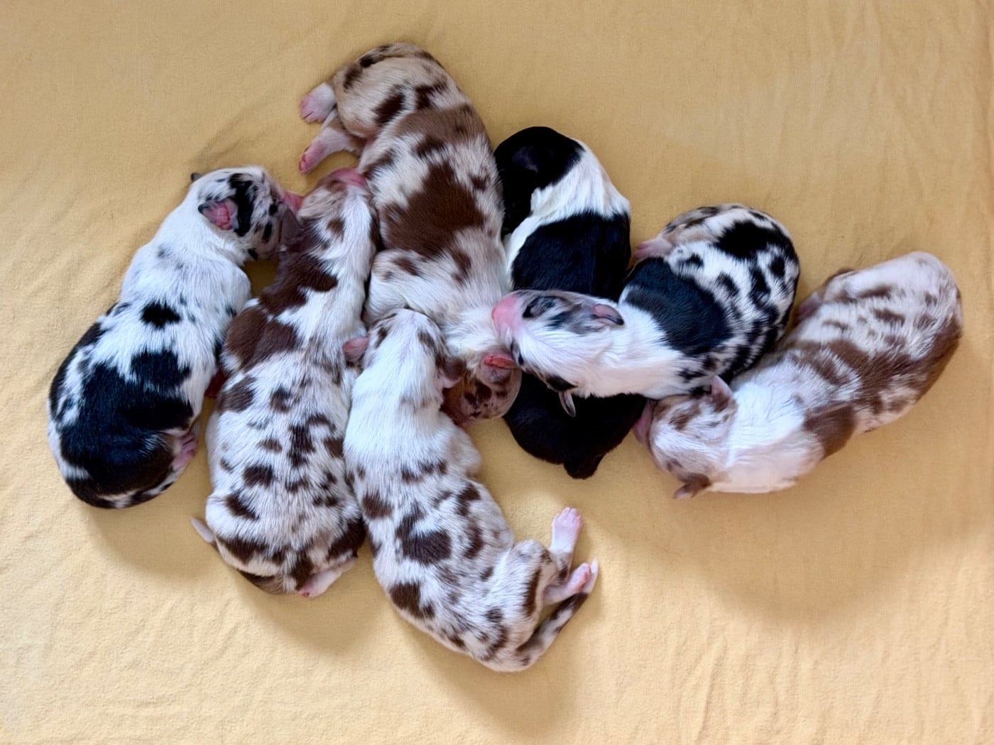 CHIOT 2 - Berger Australien