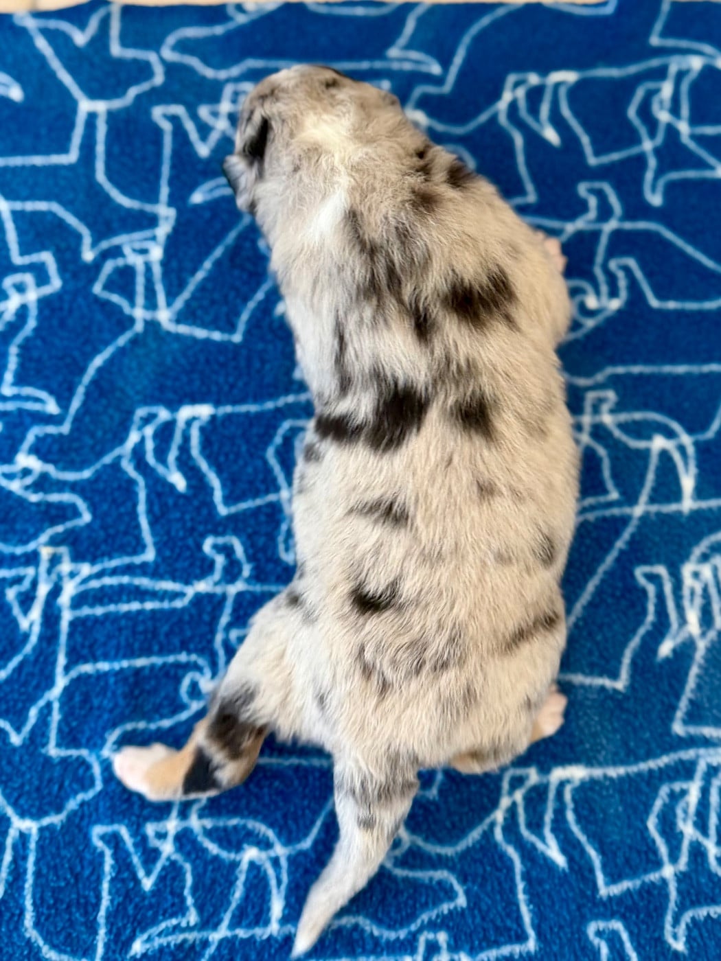 CHIOT 1