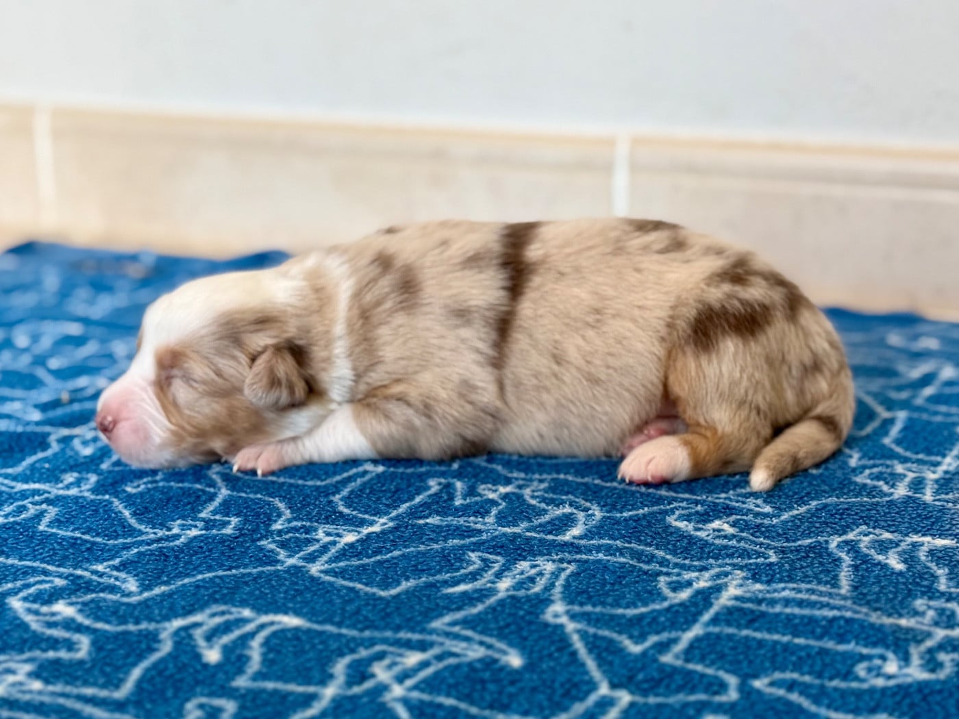 CHIOT 2