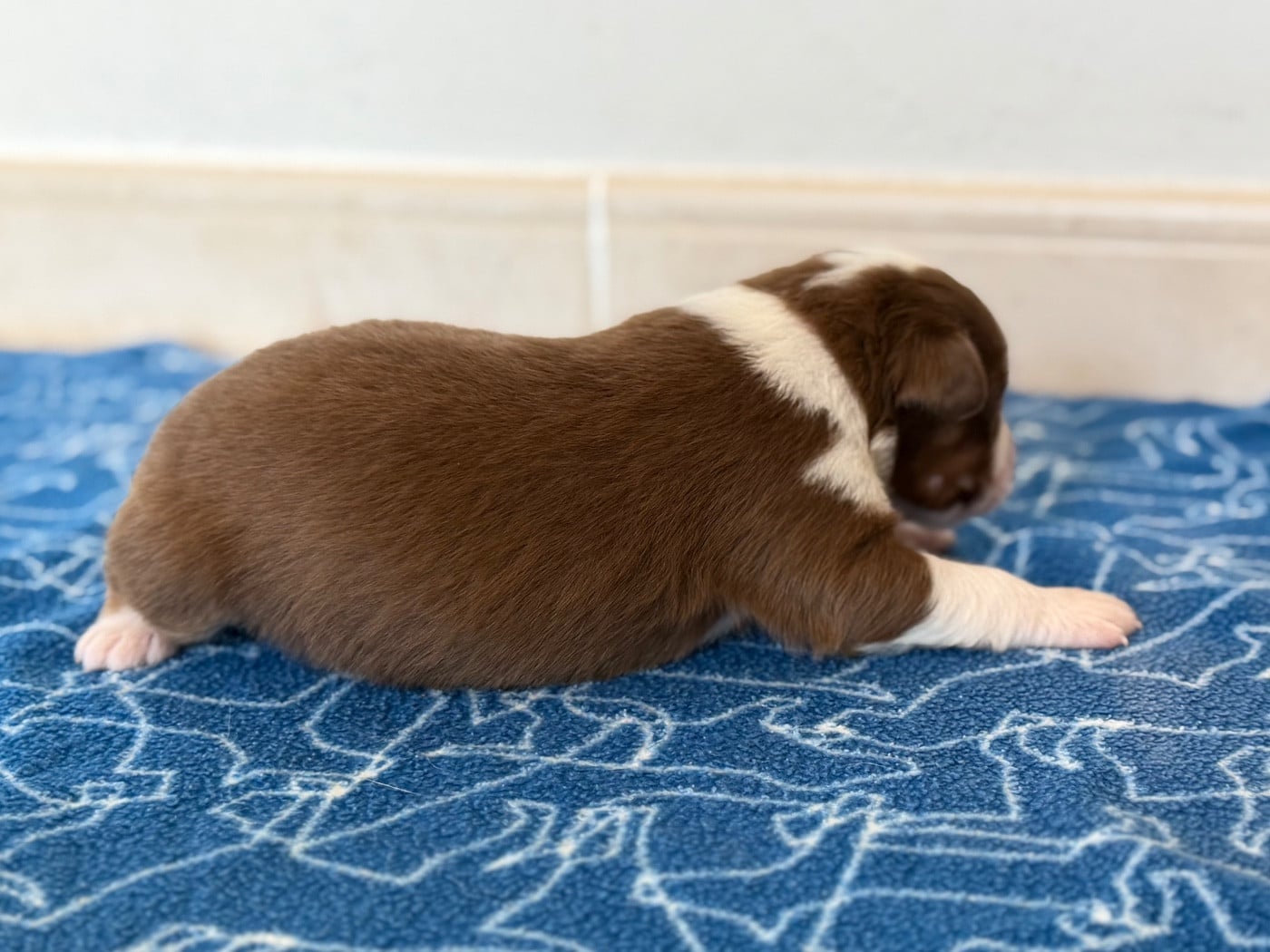 CHIOT 4