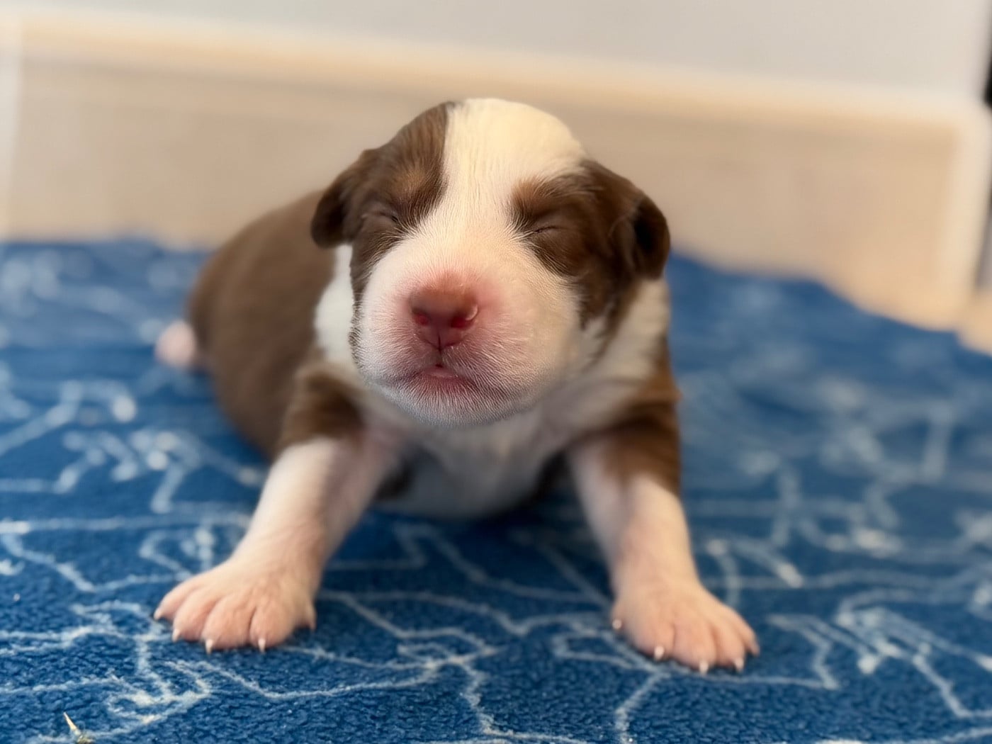 CHIOT 4