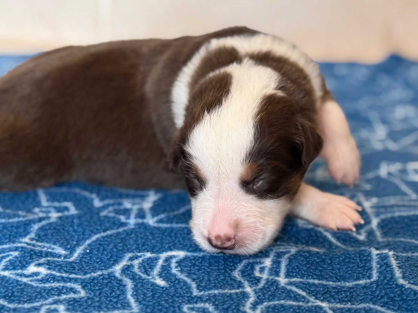 CHIOT 5
