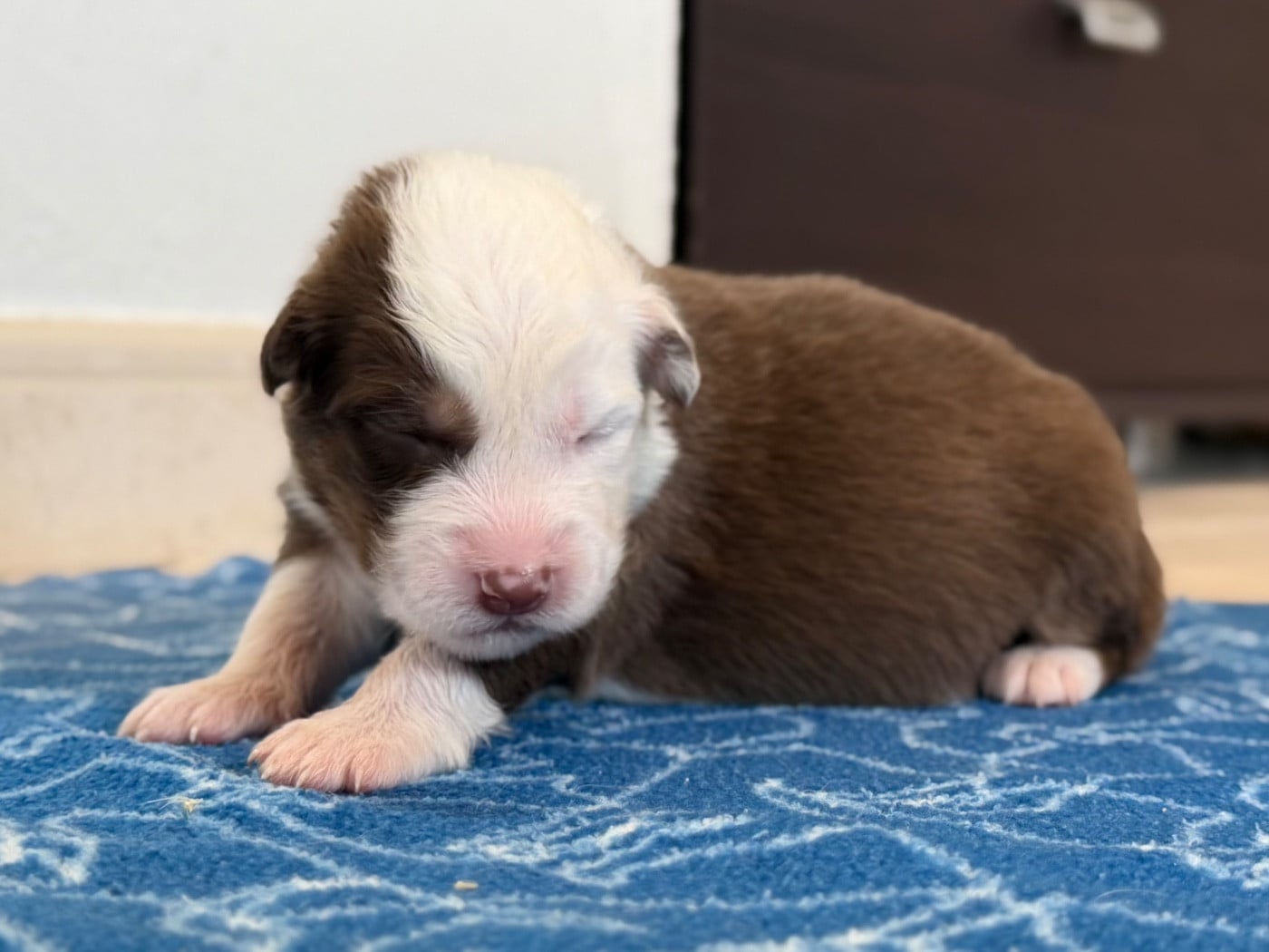 CHIOT 6