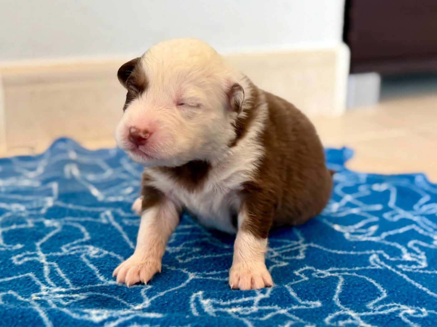 CHIOT 6