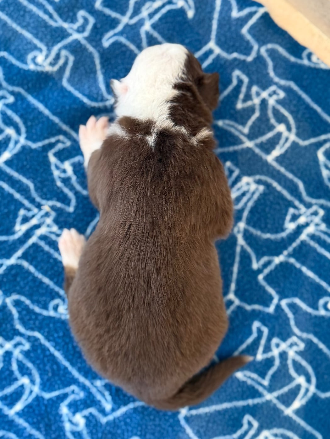 CHIOT 6