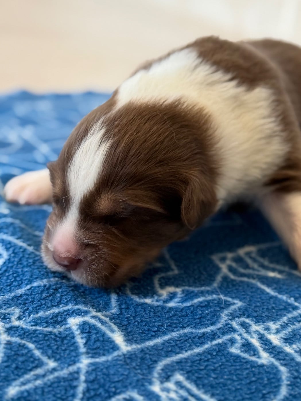 CHIOT 8