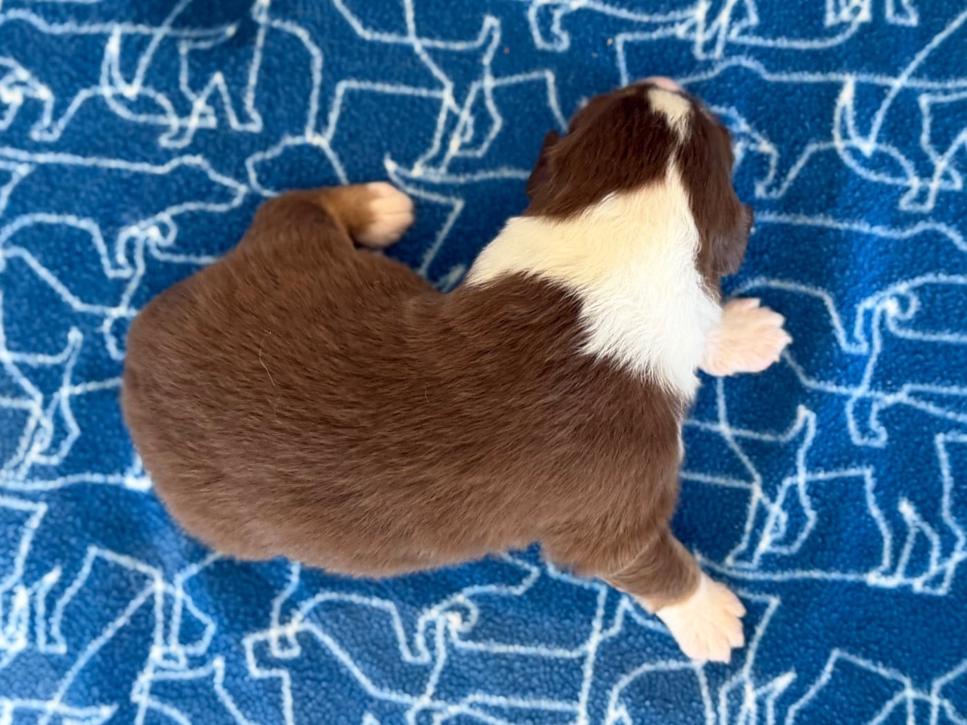 CHIOT 8