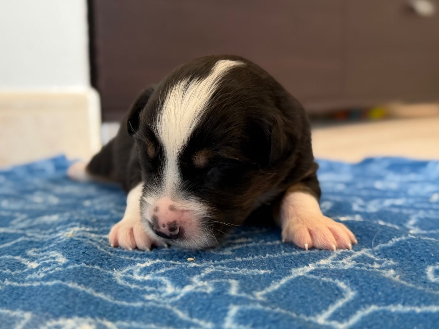 CHIOT 9