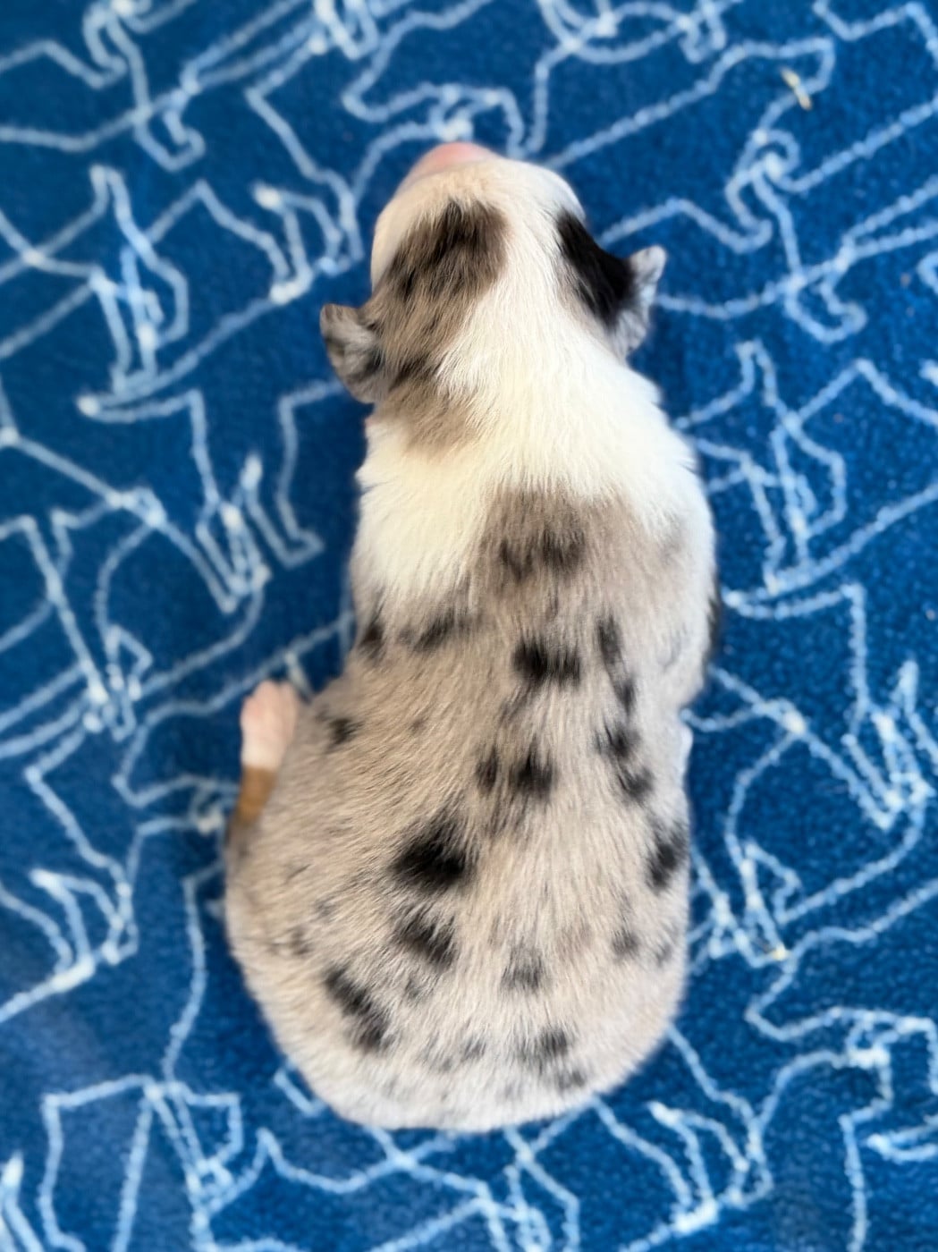 CHIOT 10