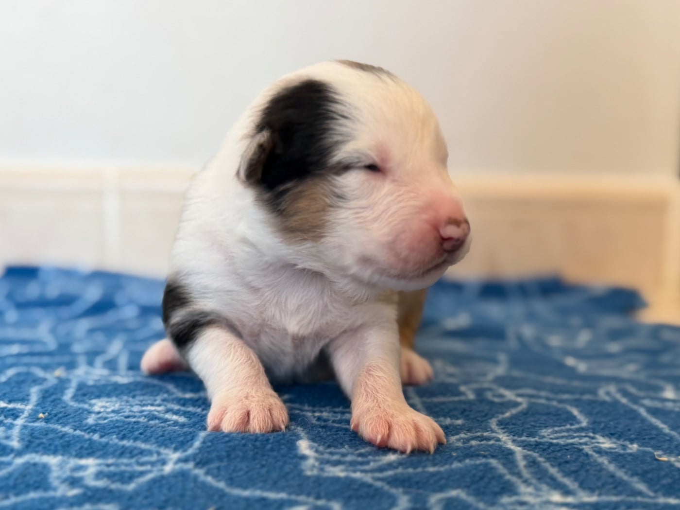 CHIOT 10