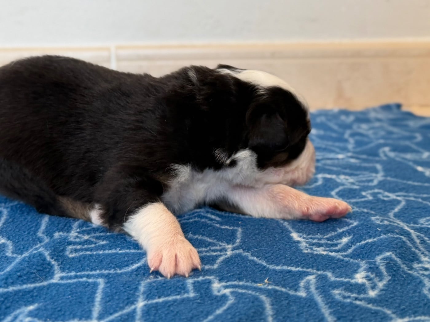 CHIOT 11