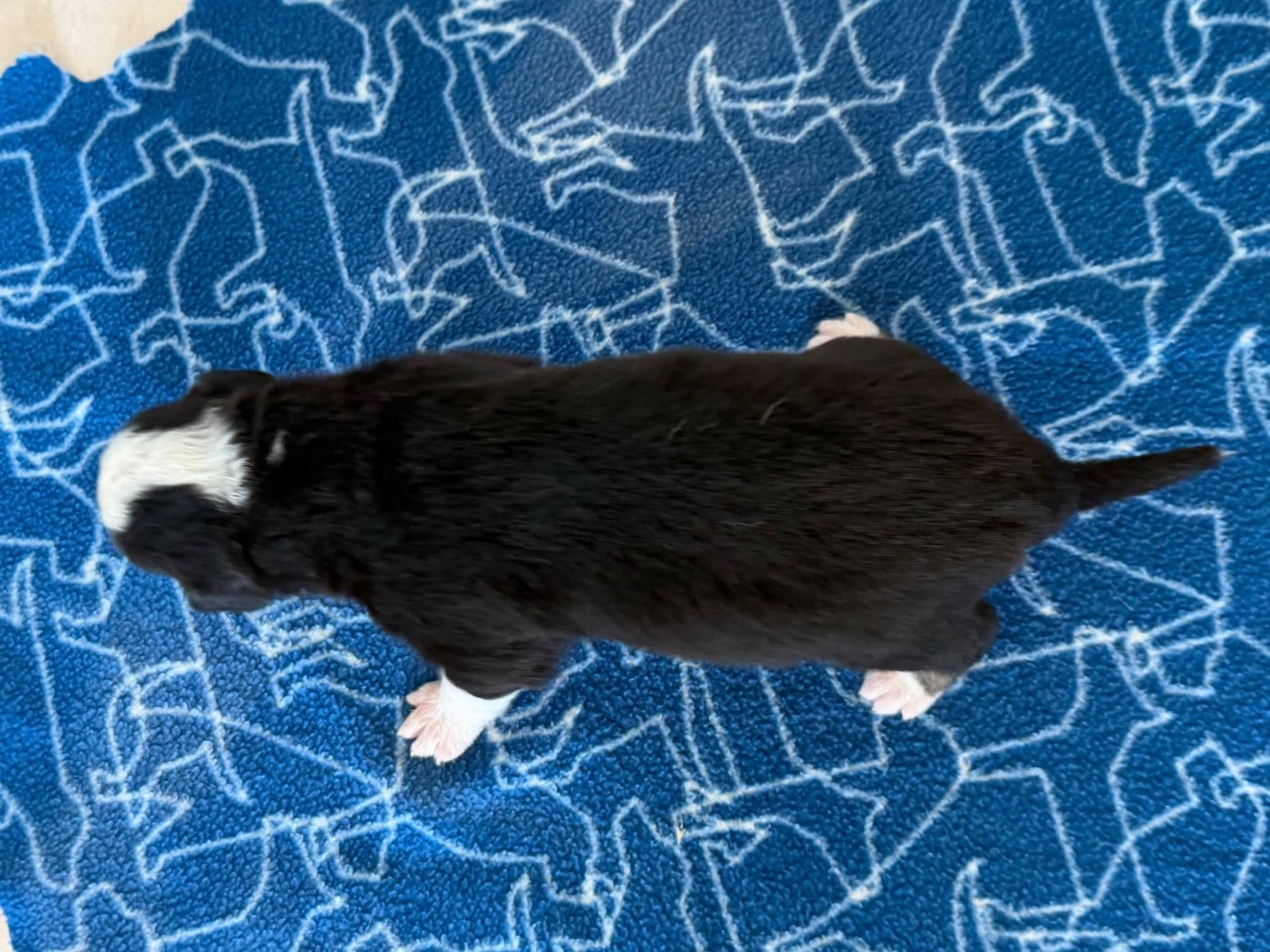 CHIOT 11