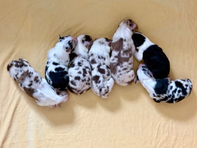 Les chiots de Berger Australien