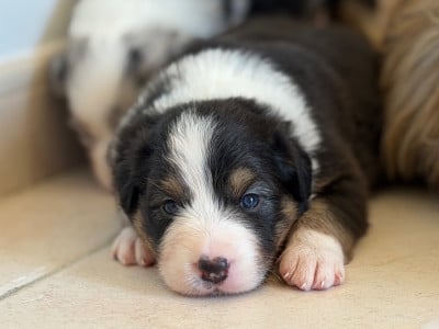 Les chiots de Berger Australien