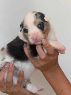 Les chiots de Berger Australien
