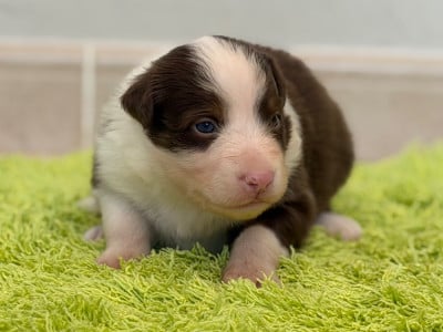 Les chiots de Berger Australien