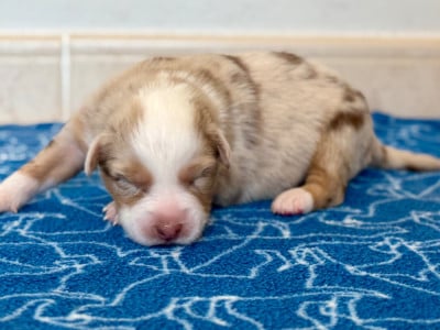 Les chiots de Berger Australien