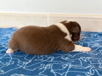 Les chiots de Berger Australien