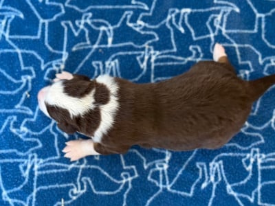 Les chiots de Berger Australien