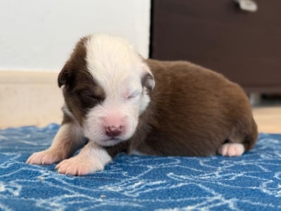 Les chiots de Berger Australien