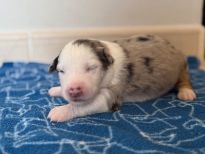 Les chiots de Berger Australien