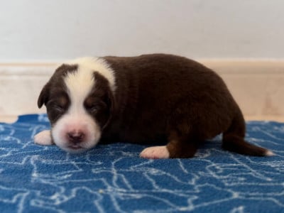 Les chiots de Berger Australien