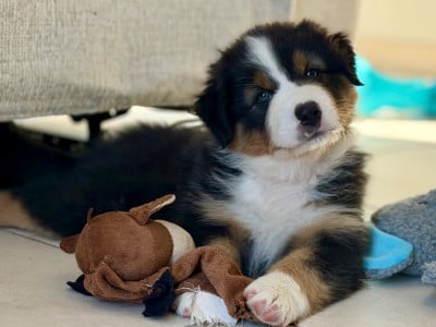 Les chiots de Berger Australien