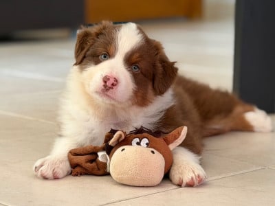 Les chiots de Berger Australien