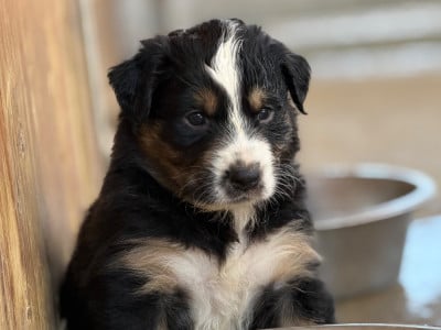 Les chiots de Berger Australien