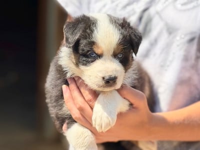 Les chiots de Berger Australien