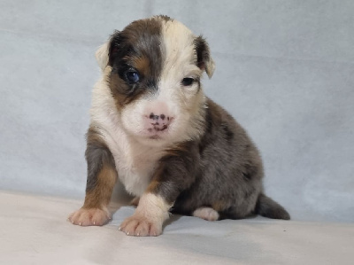 Les chiots de Berger Australien