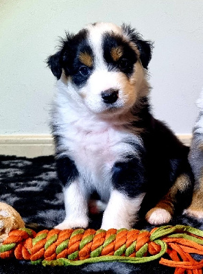 Les chiots de Berger Australien