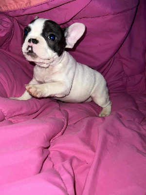 Les chiots de Bouledogue français