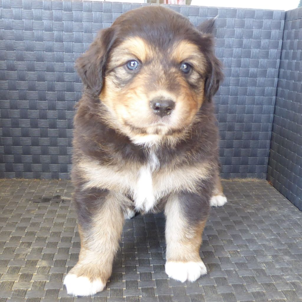 Chiot Berger Australien - CHIOT 4 Du Fil De L'Eau