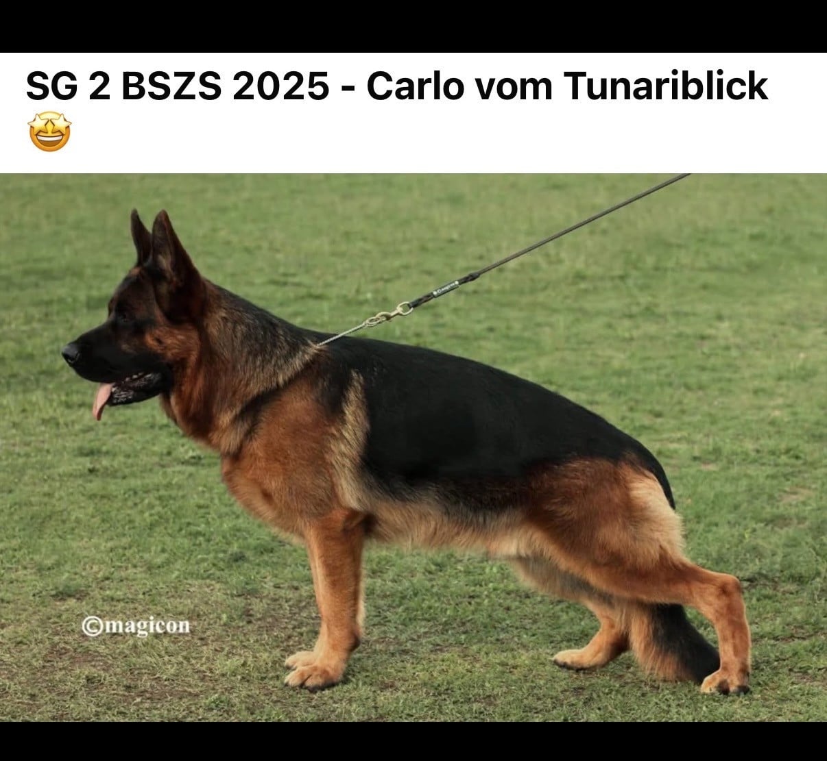 Chiot Berger Allemand