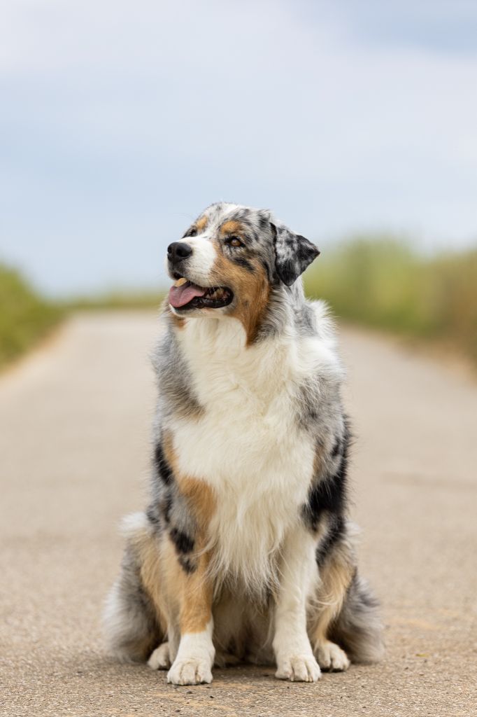 Publication : Of The Dream Of Haïti Auteur : Of The Dream Of Haiti