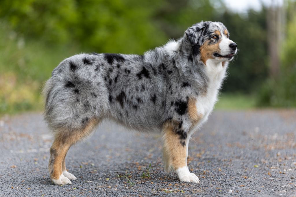 Publication : Of The Dream Of Haïti Auteur : Of The Dream Of Haiti