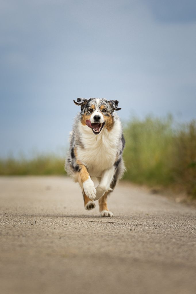 Publication : Of The Dream Of Haïti Auteur : Of The Dream Of Haiti
