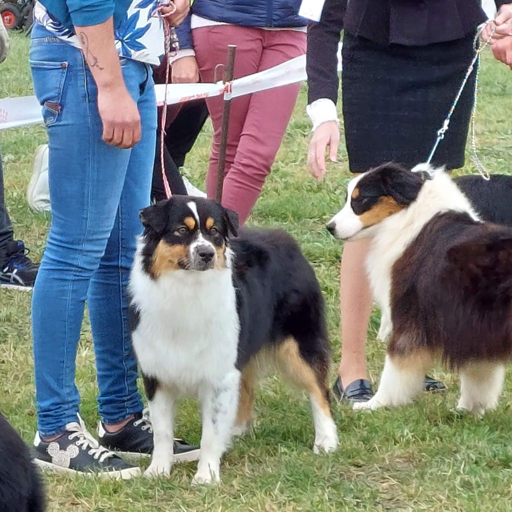 Publication : Of The Dream Of Haïti