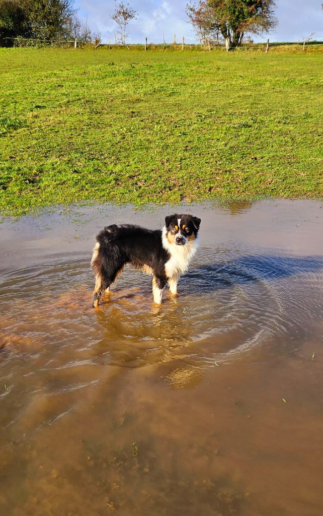 Publication : Of The Dream Of Haïti