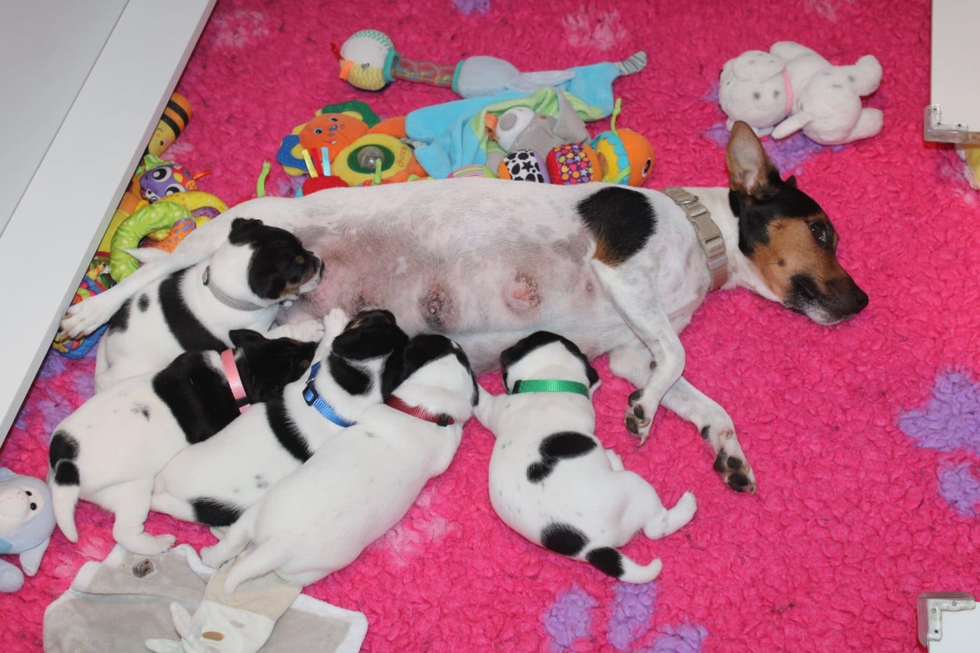 Parson Russell Terrier - Du Domaine Des Palleteaux