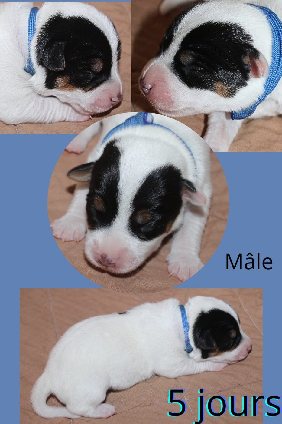 collier bleu - Parson Russell Terrier