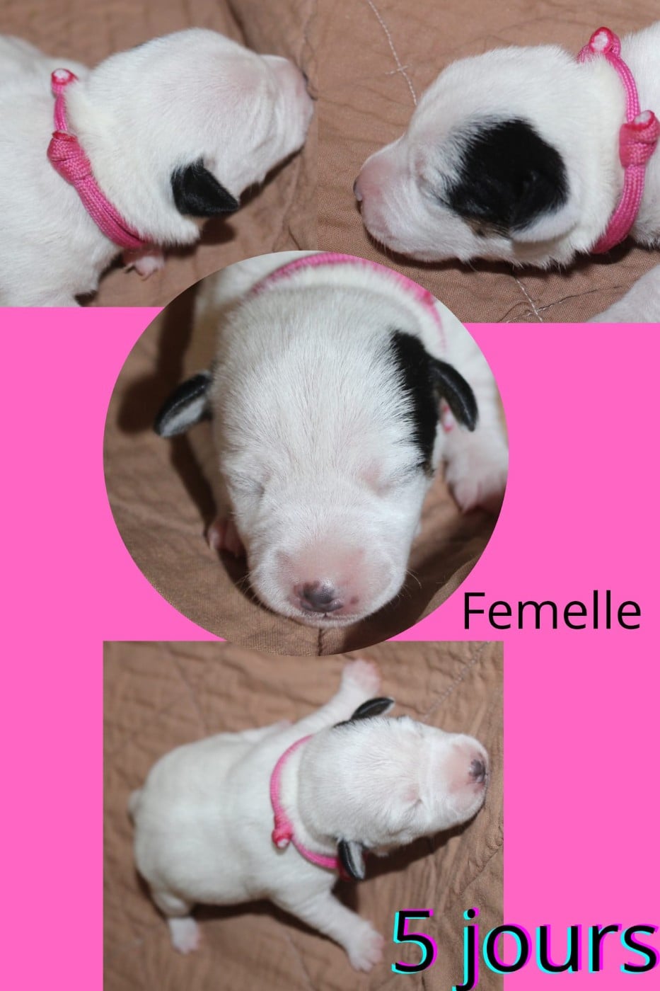 collier rose - Parson Russell Terrier