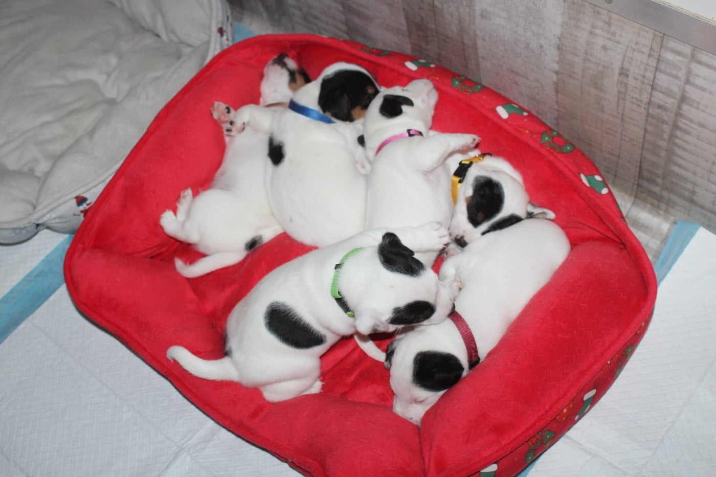 Parson Russell Terrier - Du Domaine Des Palleteaux