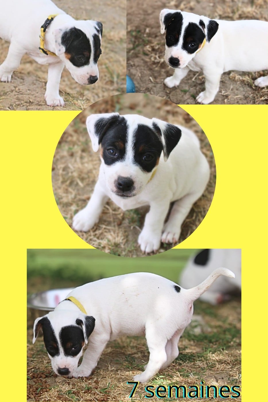 Belle - Parson Russell Terrier