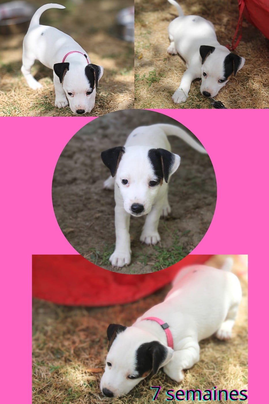 Bianca - Parson Russell Terrier