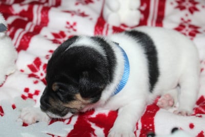 Les chiots de Parson Russell Terrier