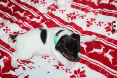 Les chiots de Parson Russell Terrier