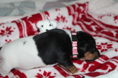 Les chiots de Parson Russell Terrier