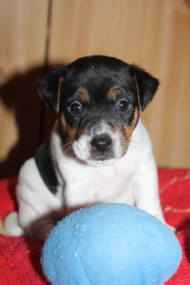 Les chiots de Parson Russell Terrier